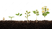 How to Successfully Grow Seeds at Home (Beginner-Friendly Guide)