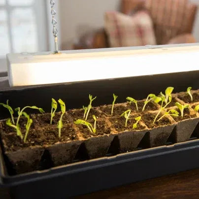 The Most Common Seed Starting Mistakes (And How to Avoid Them)