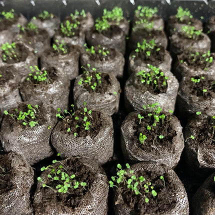 Creeping Thyme Homegrown SeedsEasy to Plant and Grow Non-GMOPerennial Flower Premium Seeds