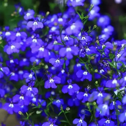 Creeping Thyme Homegrown SeedsEasy to Plant and Grow Non-GMOPerennial Flower Premium Seeds
