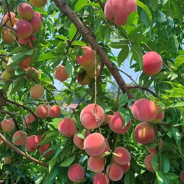 Blood-Forming Red Peach Tree Sapling — Grafted 3-Year Sapling