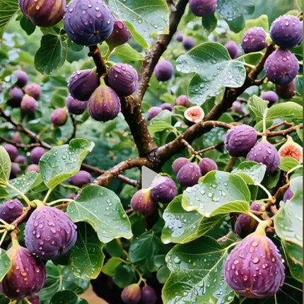 🍑Super Giant Fig Tree Plants - The Sweetness of a Peach in Every Bite! 🌟