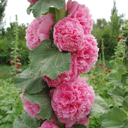 Double Hollyhock Flower Seeds For Tall Garden Blooms