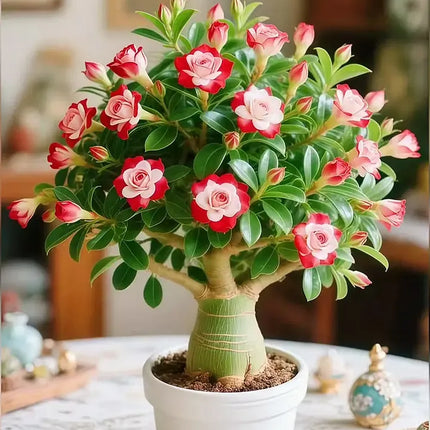 🇺🇸 Celebrate America’s 250th – Red, White & Blue Desert Rose (Adenium) Seedlings