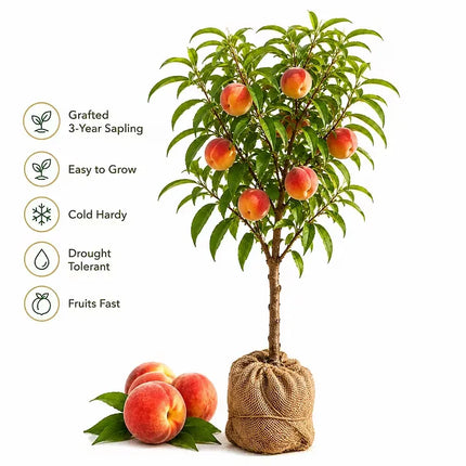 Blood-Forming Red Peach Tree Sapling — Grafted 3-Year Sapling