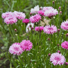 Premium Mixed Cornflower Seeds (Bachelor's Button) - Non-GMO