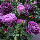 💐Beautiful Climbing Rose Seeds