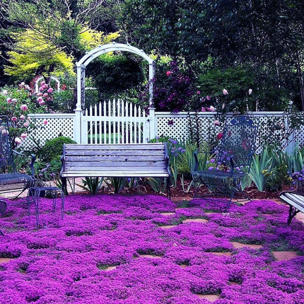 Creeping Thyme Homegrown SeedsEasy to Plant and Grow Non-GMOPerennial Flower Premium Seeds