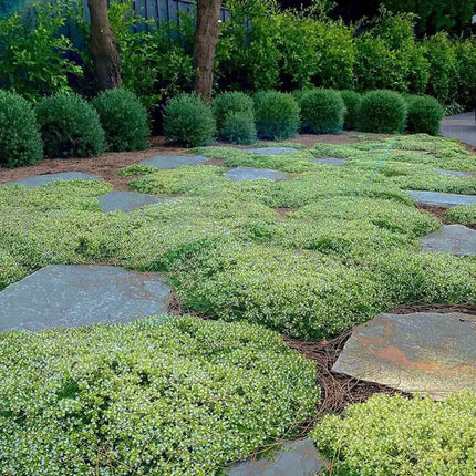 Creeping Thyme Homegrown SeedsEasy to Plant and Grow Non-GMOPerennial Flower Premium Seeds