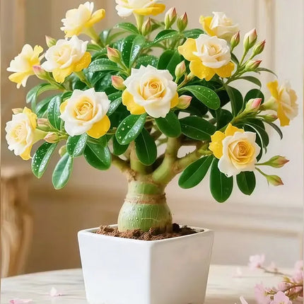 🇺🇸 Celebrate America’s 250th – Red, White & Blue Desert Rose (Adenium) Seedlings