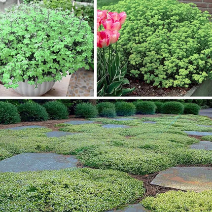 Creeping Thyme Homegrown SeedsEasy to Plant and Grow Non-GMOPerennial Flower Premium Seeds