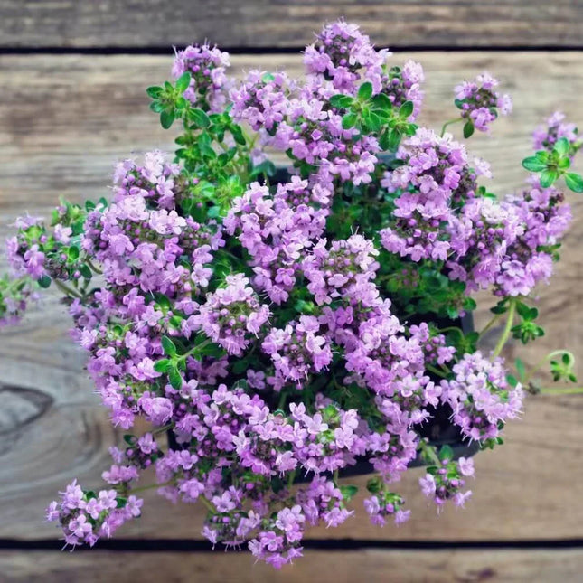 Creeping Thyme Seeds — 25 Count 🌿