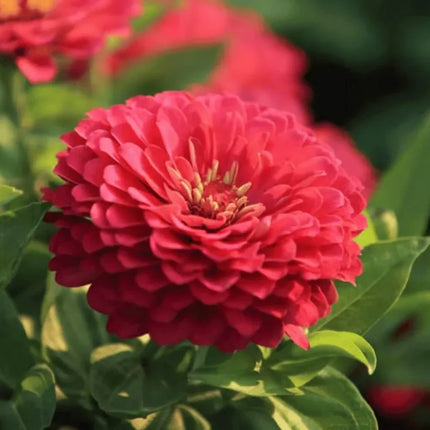 Coral Zinnia Seeds — 25 Count 🌺