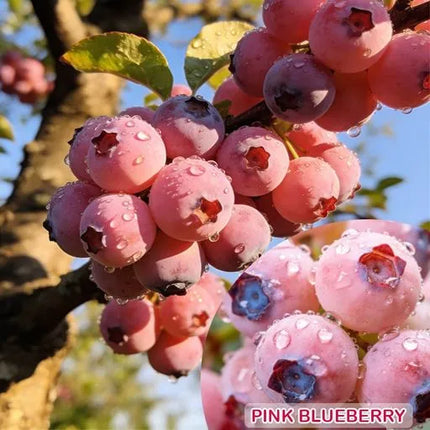 Premium Pink Blueberry SeedsA Uniquely Delightful Taste