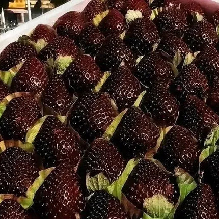 🍓Giant Black Diamond Strawberry – Sweet, delicious, nutritious, and easy to grow at home.