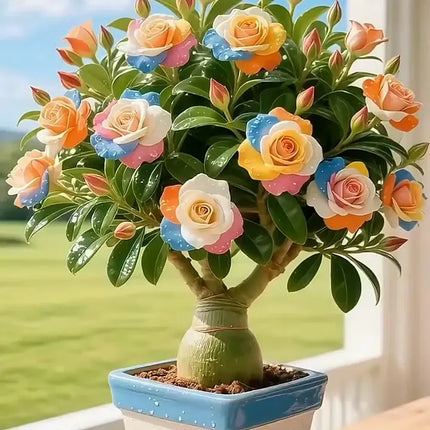 🇺🇸 Celebrate America’s 250th – Red, White & Blue Desert Rose (Adenium) Seedlings