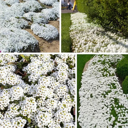 Creeping Thyme Homegrown SeedsEasy to Plant and Grow Non-GMOPerennial Flower Premium Seeds