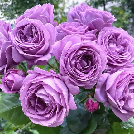 💐Beautiful Climbing Rose Seeds