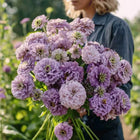 Lavender Zinnia Seeds — 25 Count 🌸