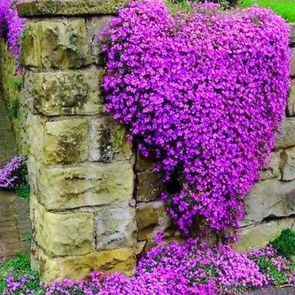 Creeping Thyme Homegrown SeedsEasy to Plant and Grow Non-GMOPerennial Flower Premium Seeds