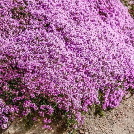 Creeping Thyme Homegrown SeedsEasy to Plant and Grow Non-GMOPerennial Flower Premium Seeds